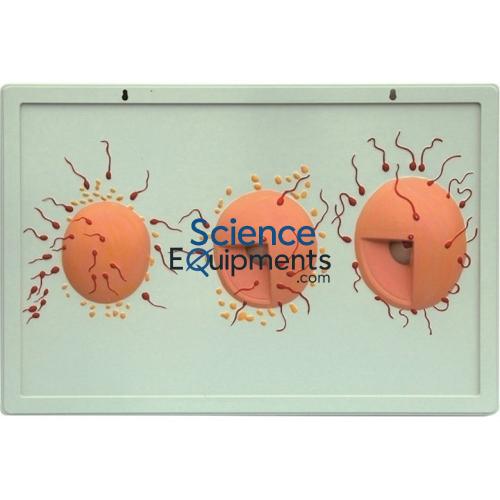 Science Lab Model of Fertilization Process