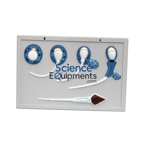 Science Lab Model of Fetal Development