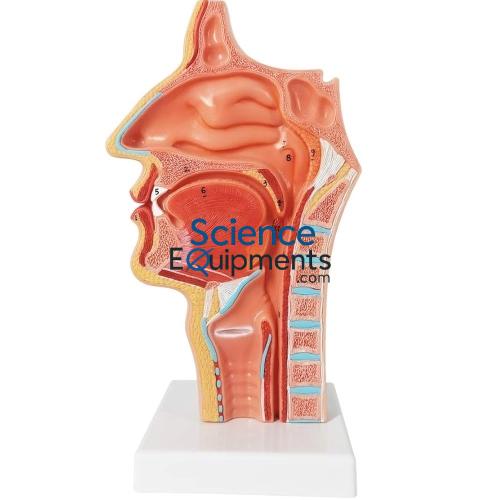 Nasal Cavity 3X Mag 3Pc