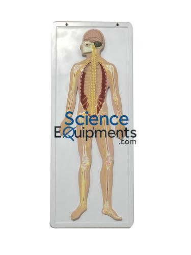 Science Lab Nervous System