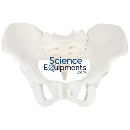 Pelvis Model, Female 3Pc