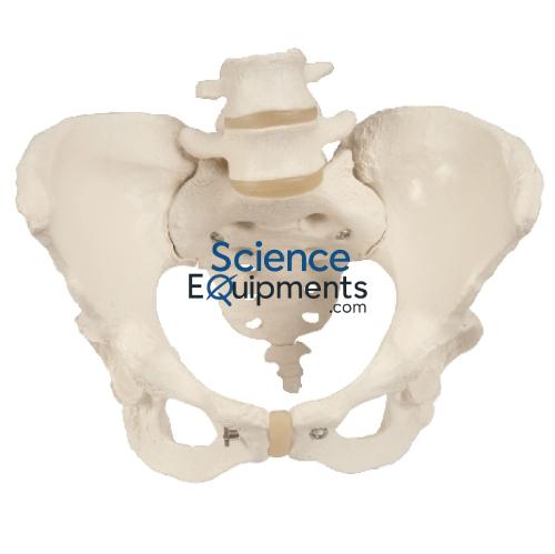 Pelvis Skeleton, Female