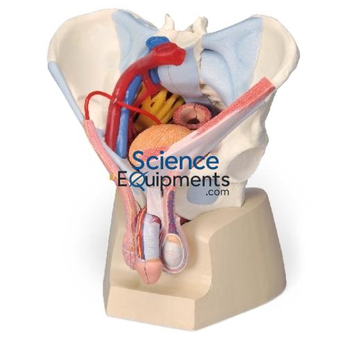 Pelvis Skeleton, Male