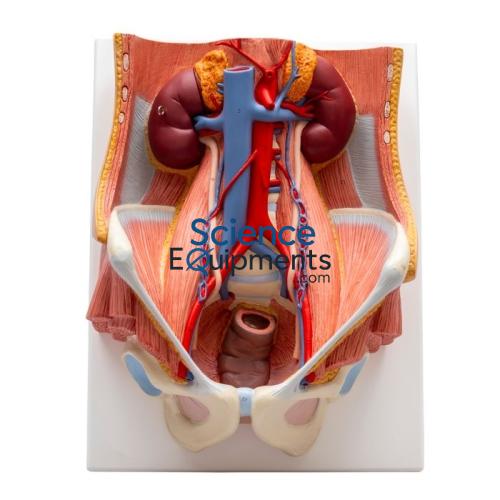 Pelvis Urinary System Model
