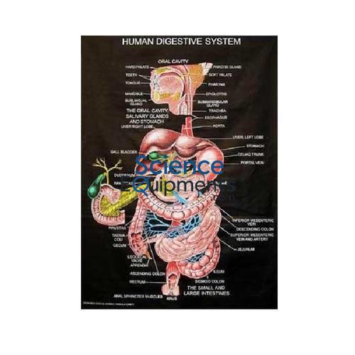 Science Lab Porifera Coelenterata Platyhelminthes