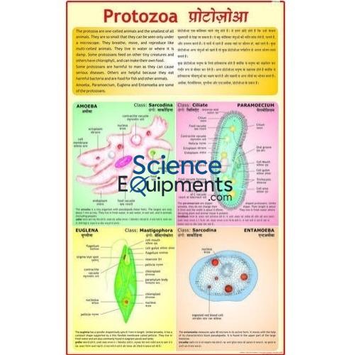Science Lab Protozoa Charts