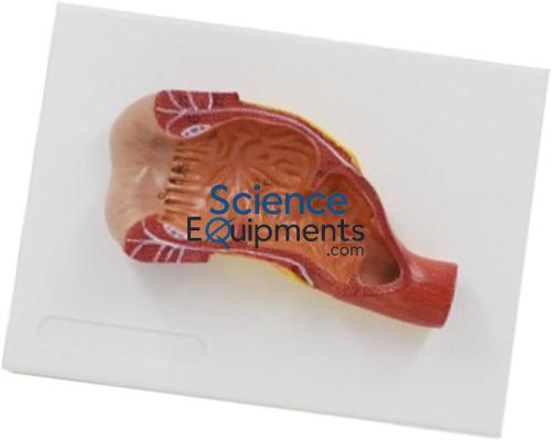 Rectum and Anal Canal Relief Model