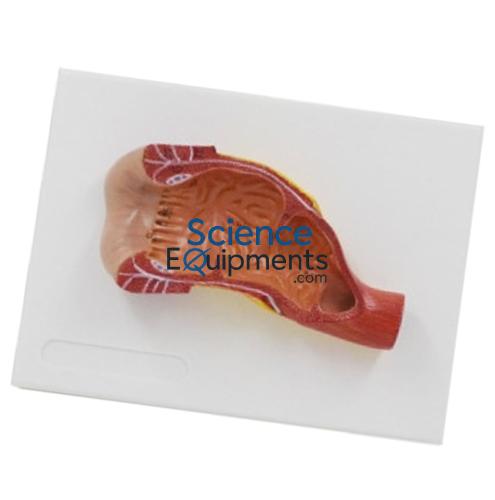 Rectum and Anal Canal Relief Model