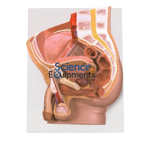 Reproductive Organ Model, Male