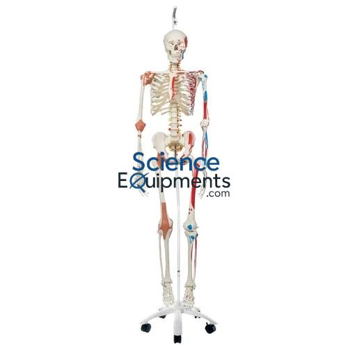 Skeleton Model w/Muscles