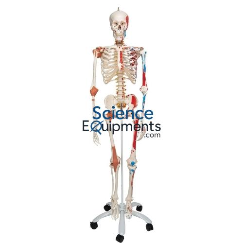 Science Lab Skeleton With Muscles and Joint Ligaments Model