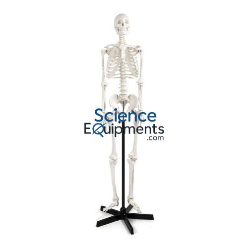 Science Lab Skeleton with Frame Life Size Model