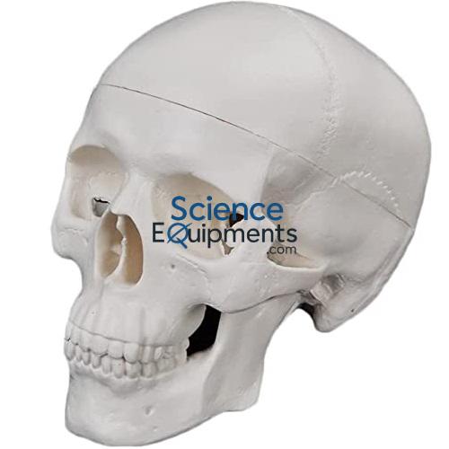 Skull Model, Natural Size, 3 Pc