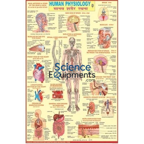 Science Lab Special Human Physiology Charts
