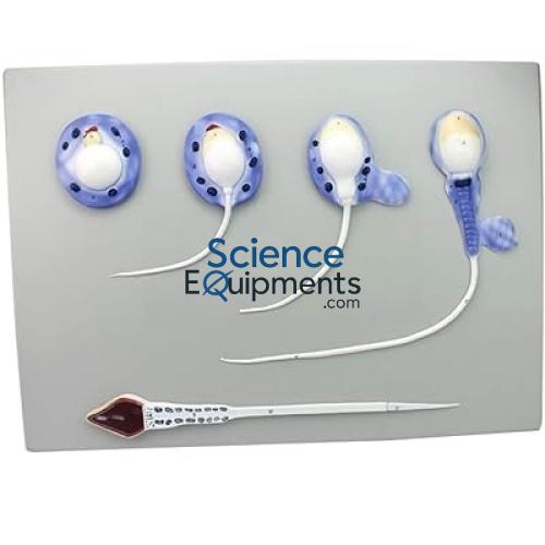 Spermiogenesis, 5 Pc