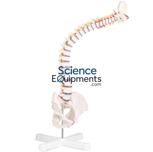 Spine Flex w/Nerve & Artery