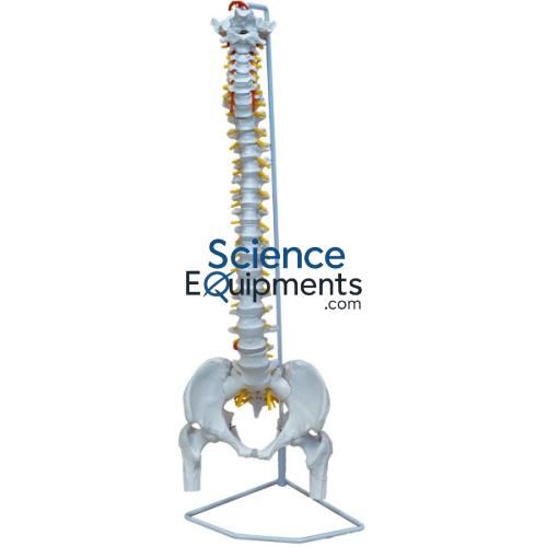 Spine Flex w/Sacrum Open