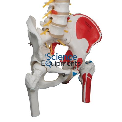Spine w/Femur Heads/Muscles