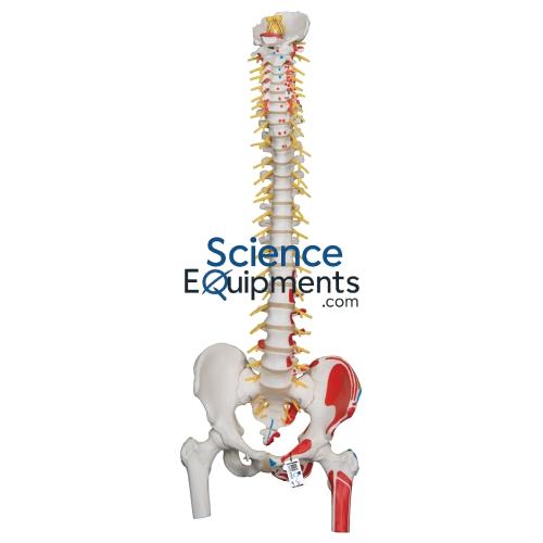 Spine w/Femur Heads/Sacrum