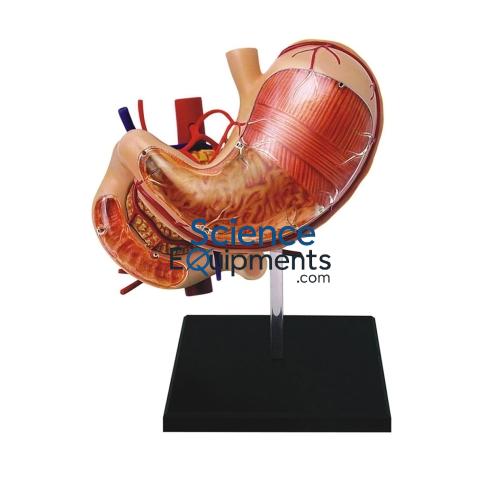 Stomach Model, 1.5X Mag 2 Pc