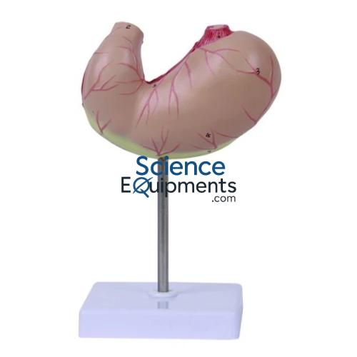 Stomach Model, Natural Size