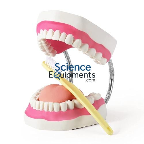 Tooth Care Model w/Brush, Large
