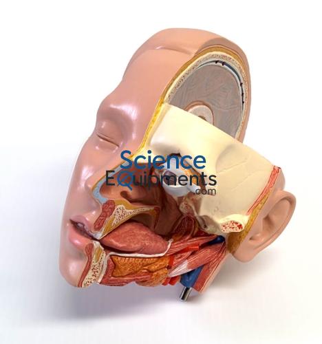 Torso,Unisex, Open Back/Head