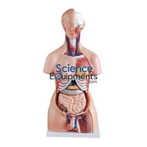 Science Lab Torso Life Size Bisexual Model