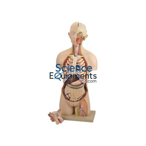 Science Lab Torso Life size Interchangeable Sex Organs Model