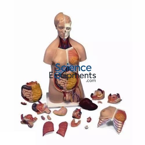 Torso Male and Female, 27 Pc