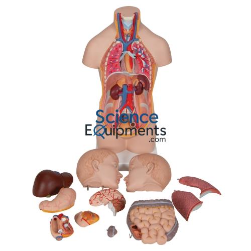 Torso Mini, Unisex, 12 Pc