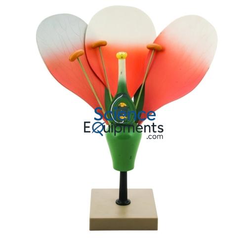 Science Lab Typical Flower Model