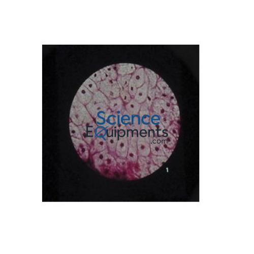 Science Lab Ultra Structure of Animal Cells Microslide