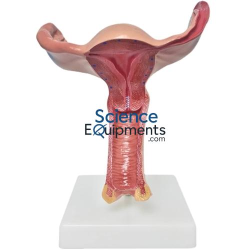 Uterus Model, 1.5X Magnified
