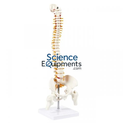 Vertabrae and Spinal Cord Model