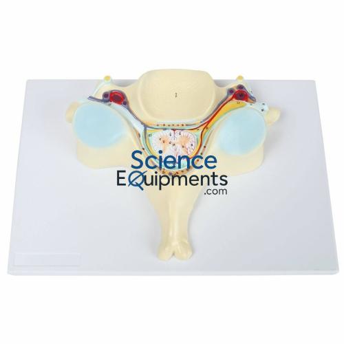 Vertebra, 5th Cervic