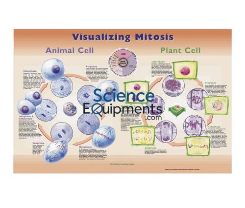 Science Lab Visualizing Mitosis Poster